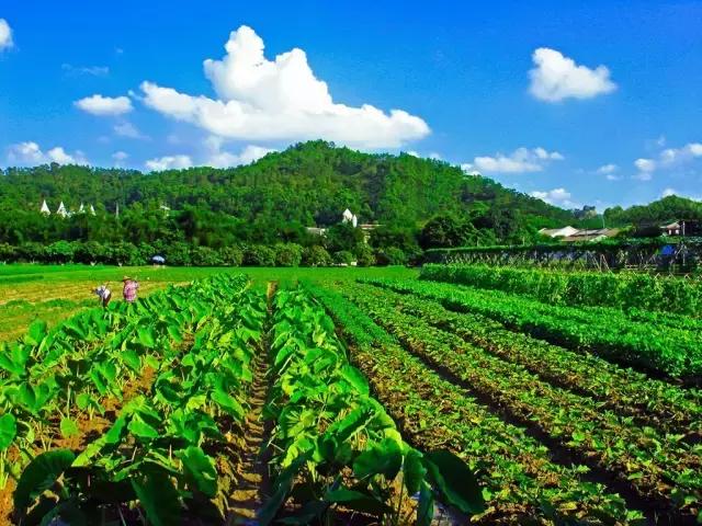 村庄民宿或许能够成为一种很好的载体