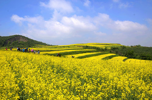 >“东港乡村游”纪行之以花为媒 激活乡村旅游