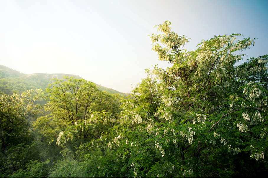 >泗水：又是一年槐花香  山青水秀泗水游_山海关