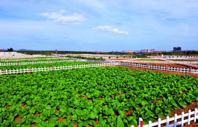 >山东：蓬莱市大力发展乡村旅游创建美丽乡村_山