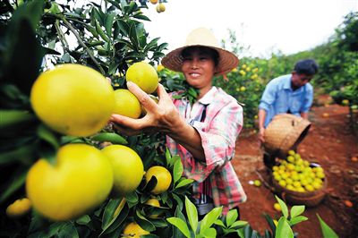 ><b>海南：海南特色农业异军突起(组图)_山海关乡村</b>